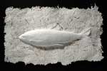 Bonneville Whitefish