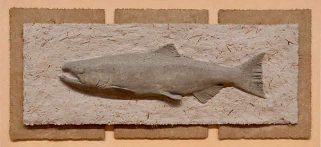 Chinook Salmon