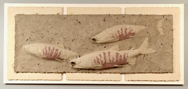 Chum Salmon