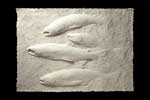 Coho Salmon