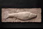 Northern Pike Minnow