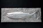 Chinook Salmon