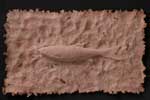 Chiselmouth